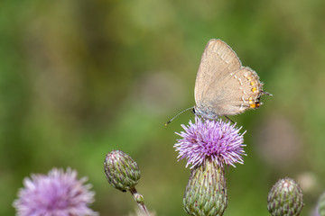 butterfly on flower