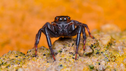 Salticidae spider. Little spider looking at the camera.