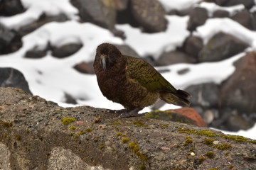 Kea in Milford Sound, New Zealand