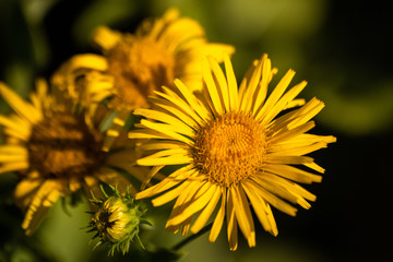 Wild yellow dandelion flower on a meadow
