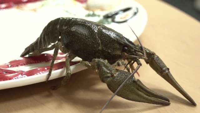 live cancer crawling on a plate on the dining table