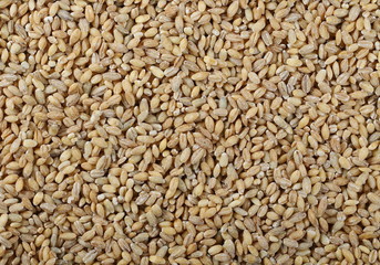 Peeled barley grains background and texture