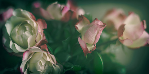 Rosen, retro, romantisch