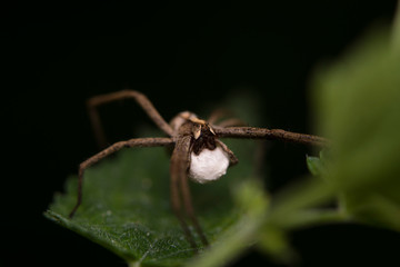 Spider with its cocoon.