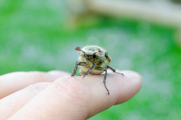 Maybug sits on a palm on a green background. Melolontha melolontha Big pest in the garden, eating tree leaves.