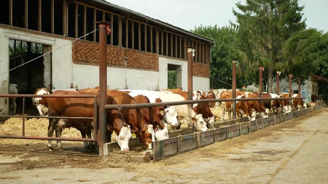 Cows on organic farm farming, feed hay grass silage pets, dairy cows, Czech honor Fleckvieh breed, dairy cattle breeds, cowshed feeding, Fleckvieh breed traditional, suitable for milk, Europe