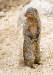 Banded mongoose.  Mongoose is a mammal from the order of predators. Pet a small size, head with an elongated snout and by small rounded ears, quite a long tail.