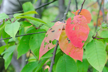 red autumn leaves on a tree branch in the garden. Autumn leaves close up
