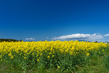 Obraz premium 【青森県横浜町】北国の春、下北半島では菜の花が満開