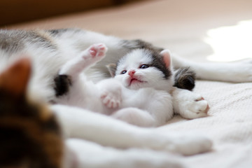 cute little kitten is lying next to her mom and looking at his foot