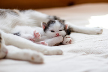 Fototapeta na wymiar a small charming kitten lies next to her mother cat and licks his foot
