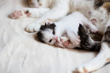 Fototapeta na wymiar cute little kitten lies comfortably next to mom cat soft bright blanket