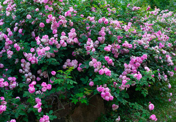 beautiful large rose bush blooming