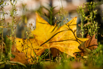 Herbst in Düsseldorf - Deutschland