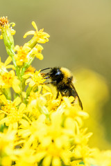 bumblebee on the yellow flower while collecting nectar, closeup