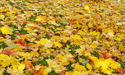 Autumn. A carpet of yellow and red leaves on the grass. Yellow maple leaves lie after rain