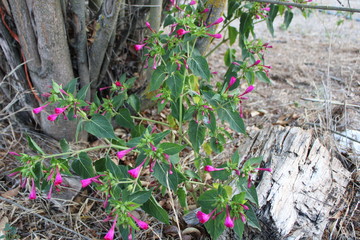 Flores salvajes