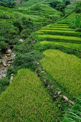 Rice fields on terraced in Sapa, Vietnam. Rice fields prepare the harvest at Northwest Vietnam.