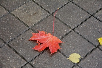 Autumn. A carpet of yellow and red leaves on the road. Yellow maple leaves lie after rain on wet...