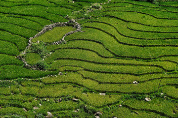 Rice fields on terraced in Sapa, Vietnam. Rice fields prepare the harvest at Northwest Vietnam.