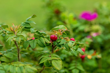 rosehip during flowering and wasp on the flower,shot on a clear day