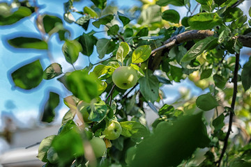 apples ripened on a tree shot on a Sunny August day