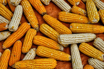 Dried corn in Sapa, Vietnam.