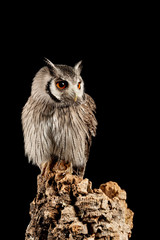 Stunning portrait of Southern White Faced Owl Ptilopsis Granti in studio setting on black background with dramatic lighting