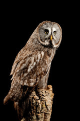 Stunning portrait of Great Grey Owl Strix Nebulosa in studio setting on black background with dramatic lighting