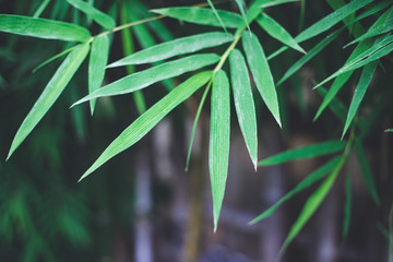 Close up fresh green bamboo leaves
