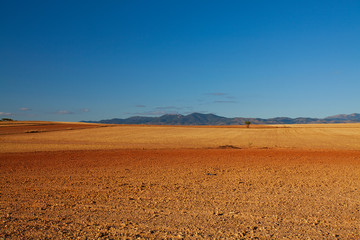 agricultural field with yellowing grass