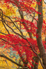 Beautiful colorful vibrant red and yellow Japanese Maple trees in Autumn Fall forest woodland landscape detail in English countryside