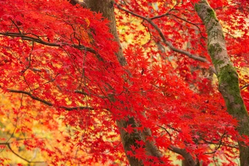 Foto op Plexiglas Mooie kleurrijke levendige rode en gele Japanse esdoorns in de herfst, bosboslandschapsdetail in het Engelse platteland © veneratio