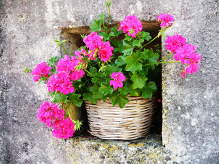 Pink geranium in a pot.