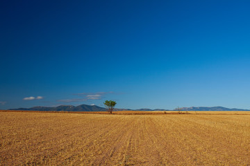 agricultural field with yellowing grass