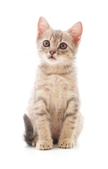 One little kitten.