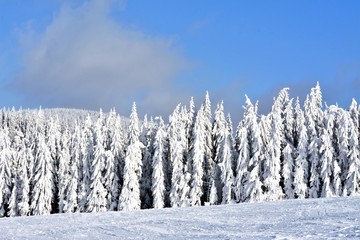 fir forest covered fir covered with snow