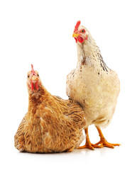 Two young chickens.