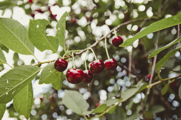 Cherry tree in the garden with ripe fruits on the branch. Summer healthy fruits