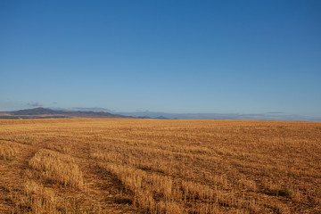 agricultural field with yellowing grass