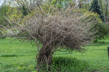 withered tree in the field almost shaped like a T