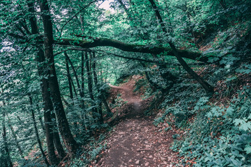 hiking path in the forest, with a fallen tree in the background