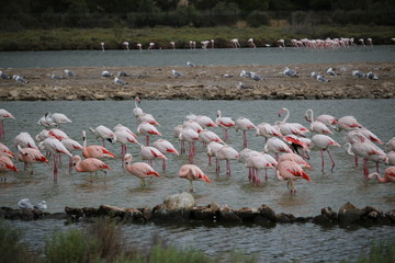 banc de flamants roses