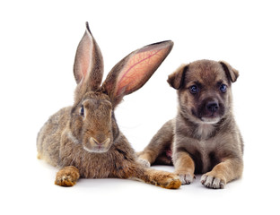 Puppy and  rabbit.