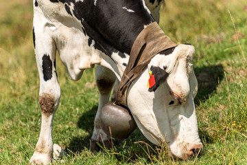 Close-up of a white and black cow with cowbell grazing in mountain, Italian Alps, south Europe