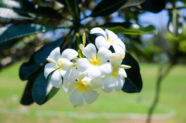 Obraz premium Frangipani flowers, flowering tree