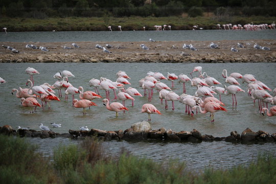 flamants rose