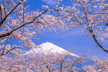富士山と桜