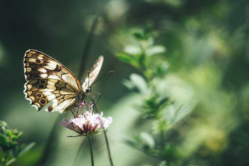 butterfly on flower