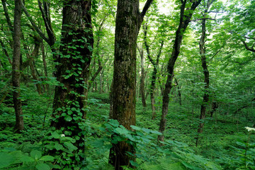 白神山地の森
